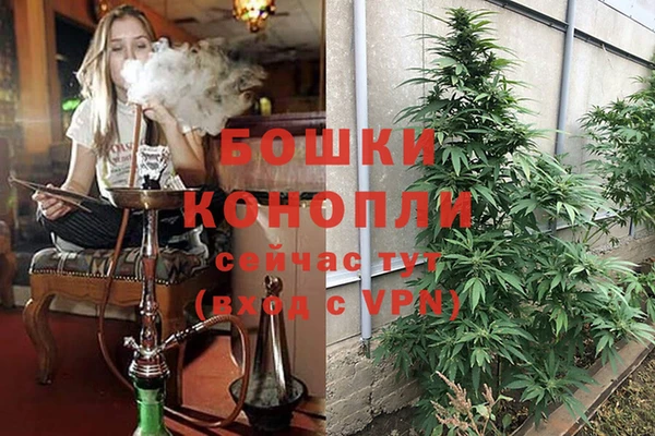 сатива Беломорск